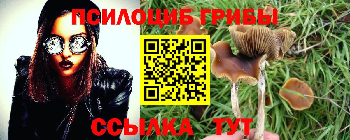 Псилоцибиновые грибы мицелий Всеволожск